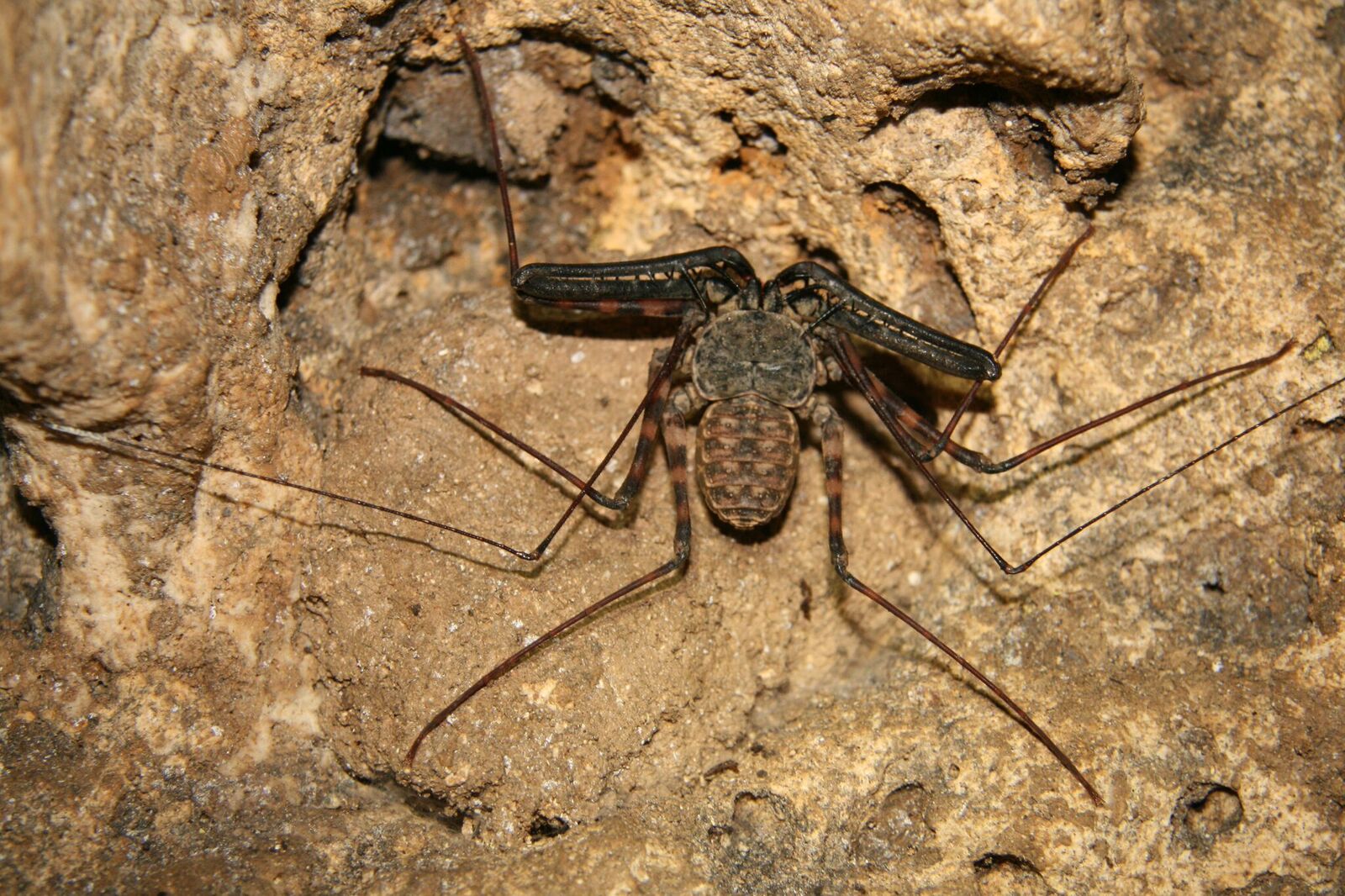 Amblypigid