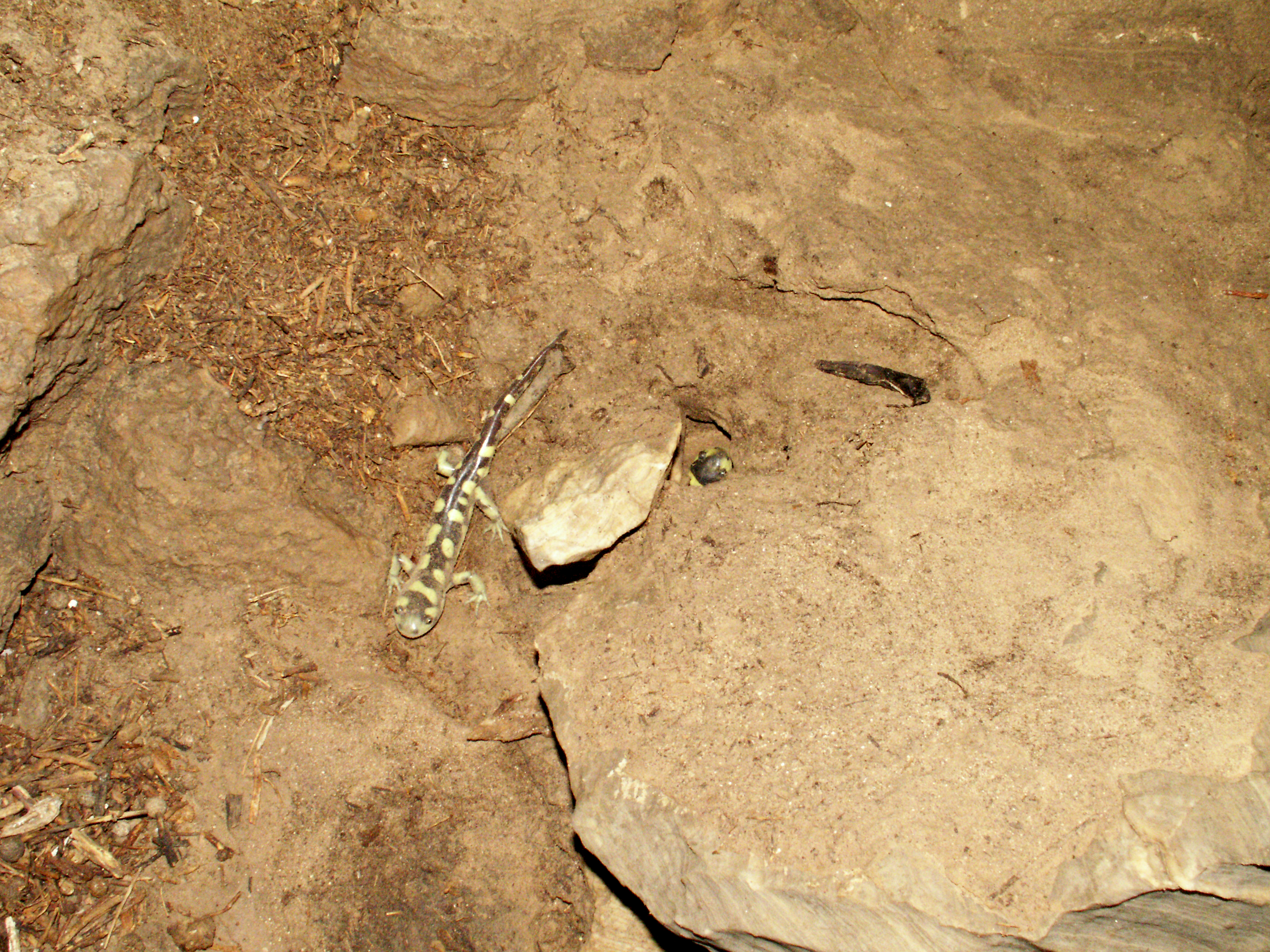 a tiger salamander (Ambystoma tigrinum)
 from Tiger Cave in Culberson County by Jim Kennedy