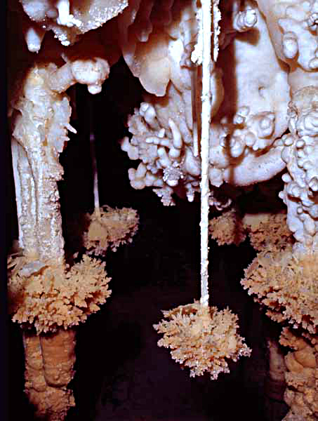 Bottle Brushes in Carlsbad Caverns, NM - Photo Carl Kunath