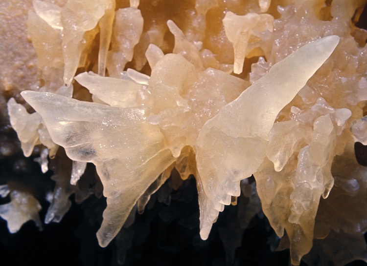 The Butterfly in Caverns of Sonora - Photo Carl Kunath