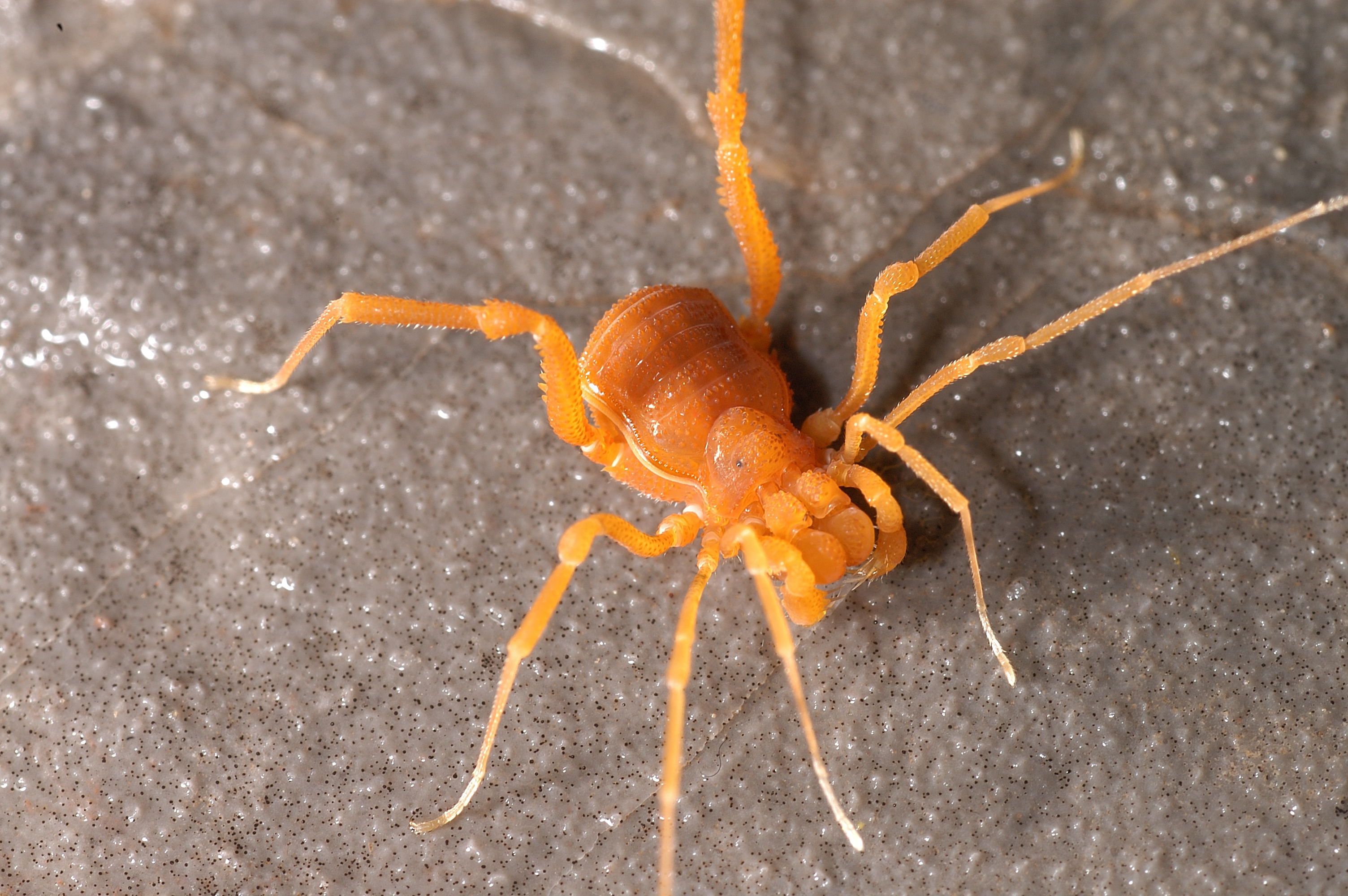 Chinquipellobunus harvestman, 
photo by Jean Krejca