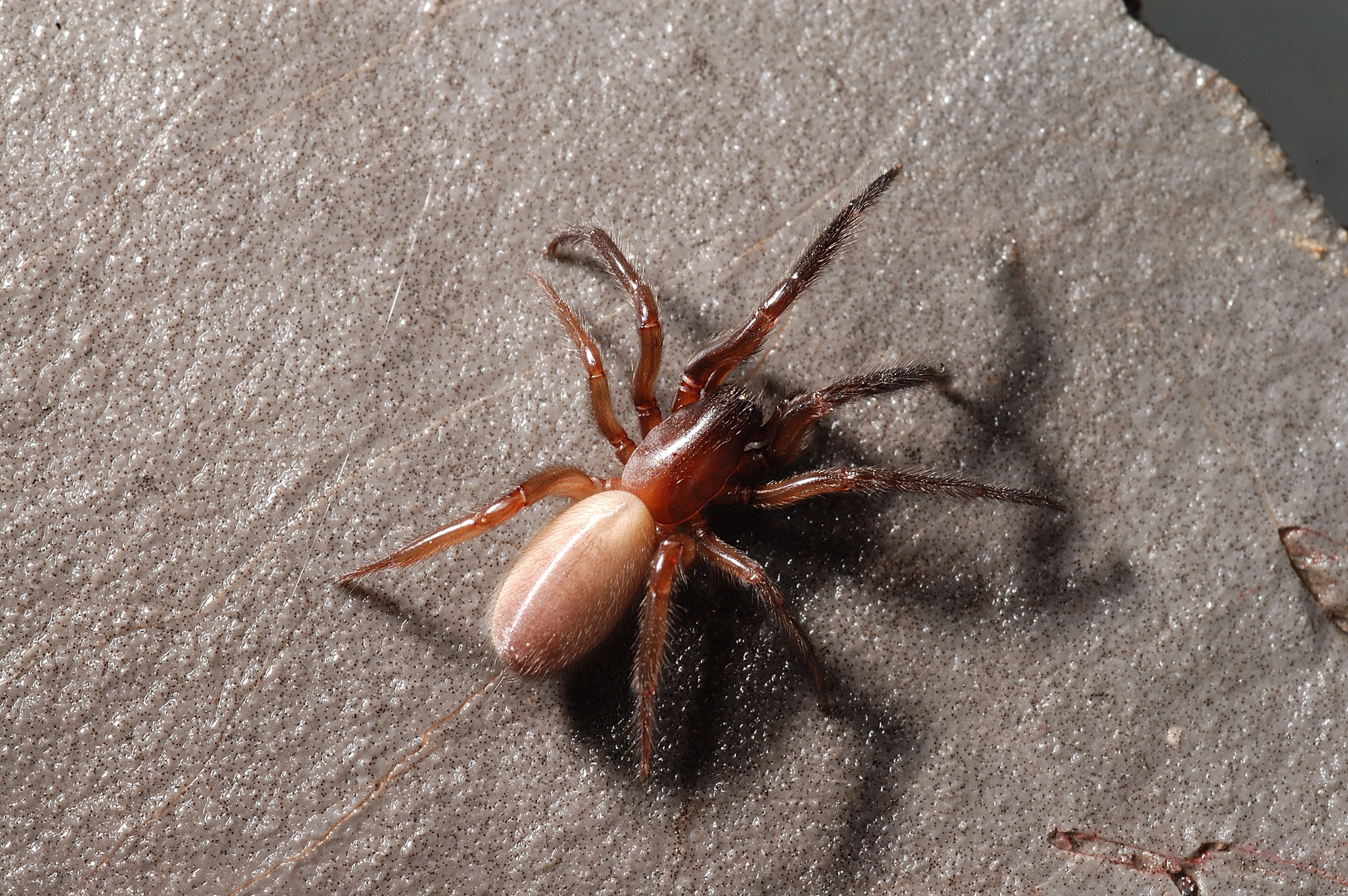 Photo by Jean Krejca - Cicurina Species