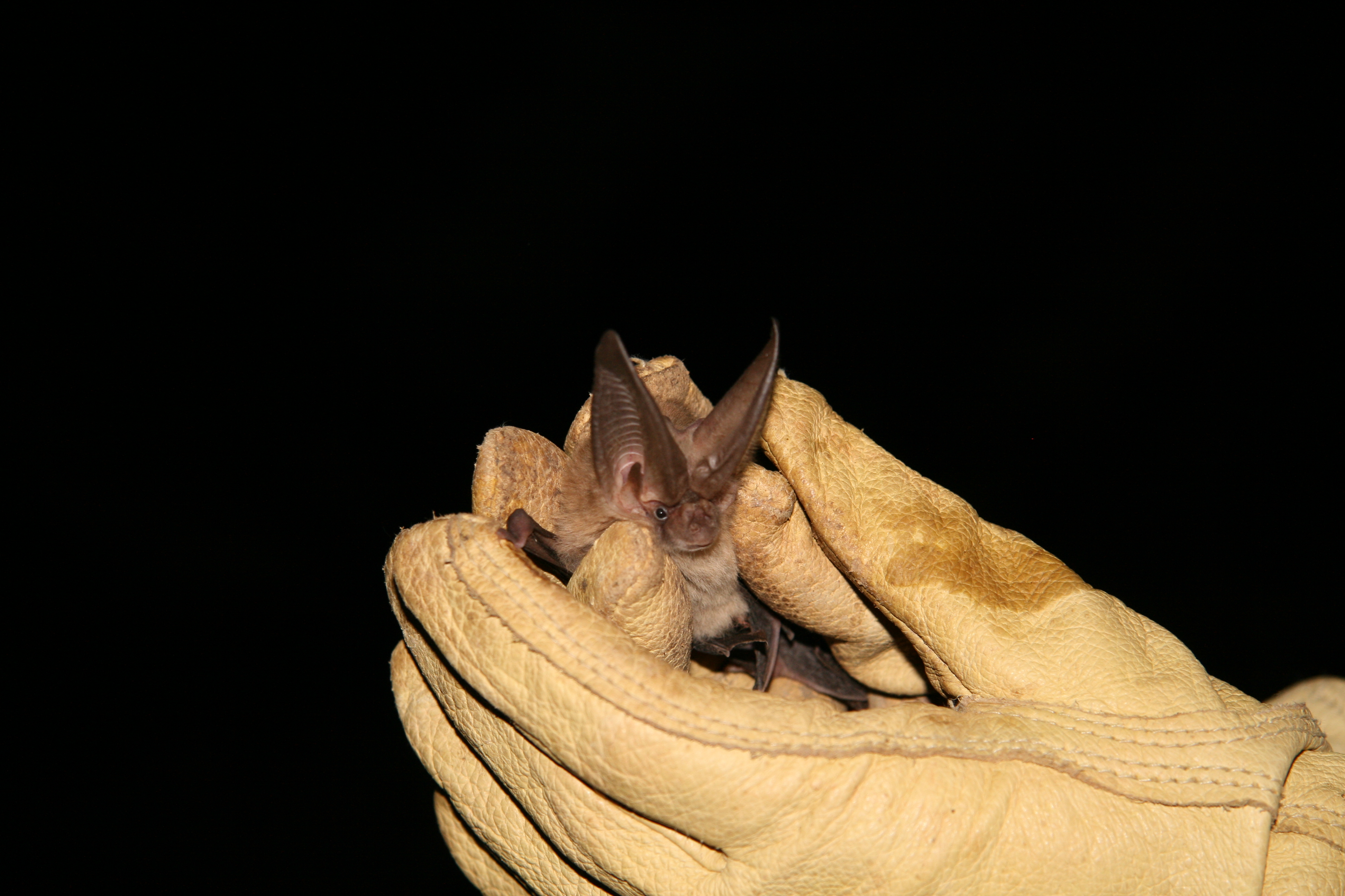 Corynorhinus townsendiii, from Fern Cave in Val Verde County. 
 Photo by Jim Kennedy