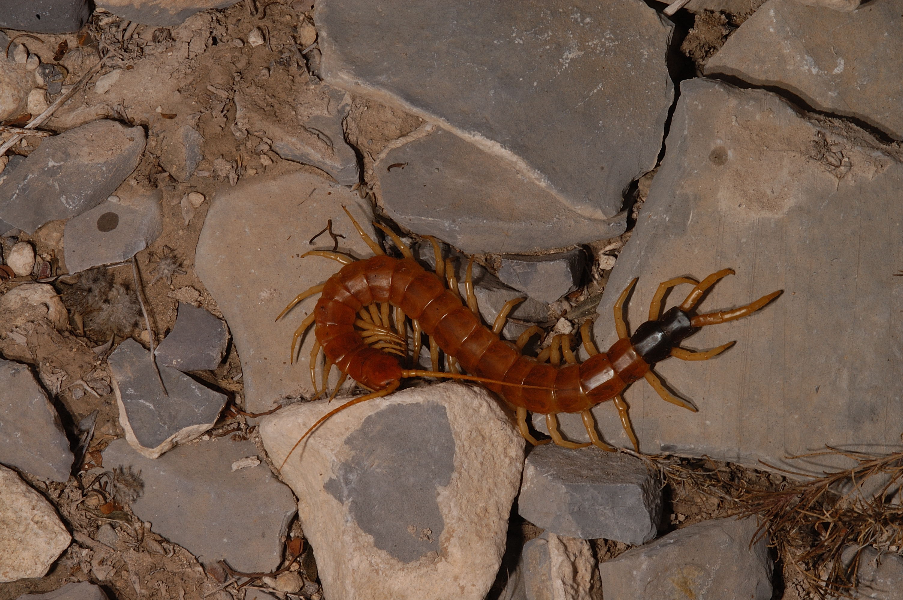 Scolopendra heros  Photo by Jim Kennedy