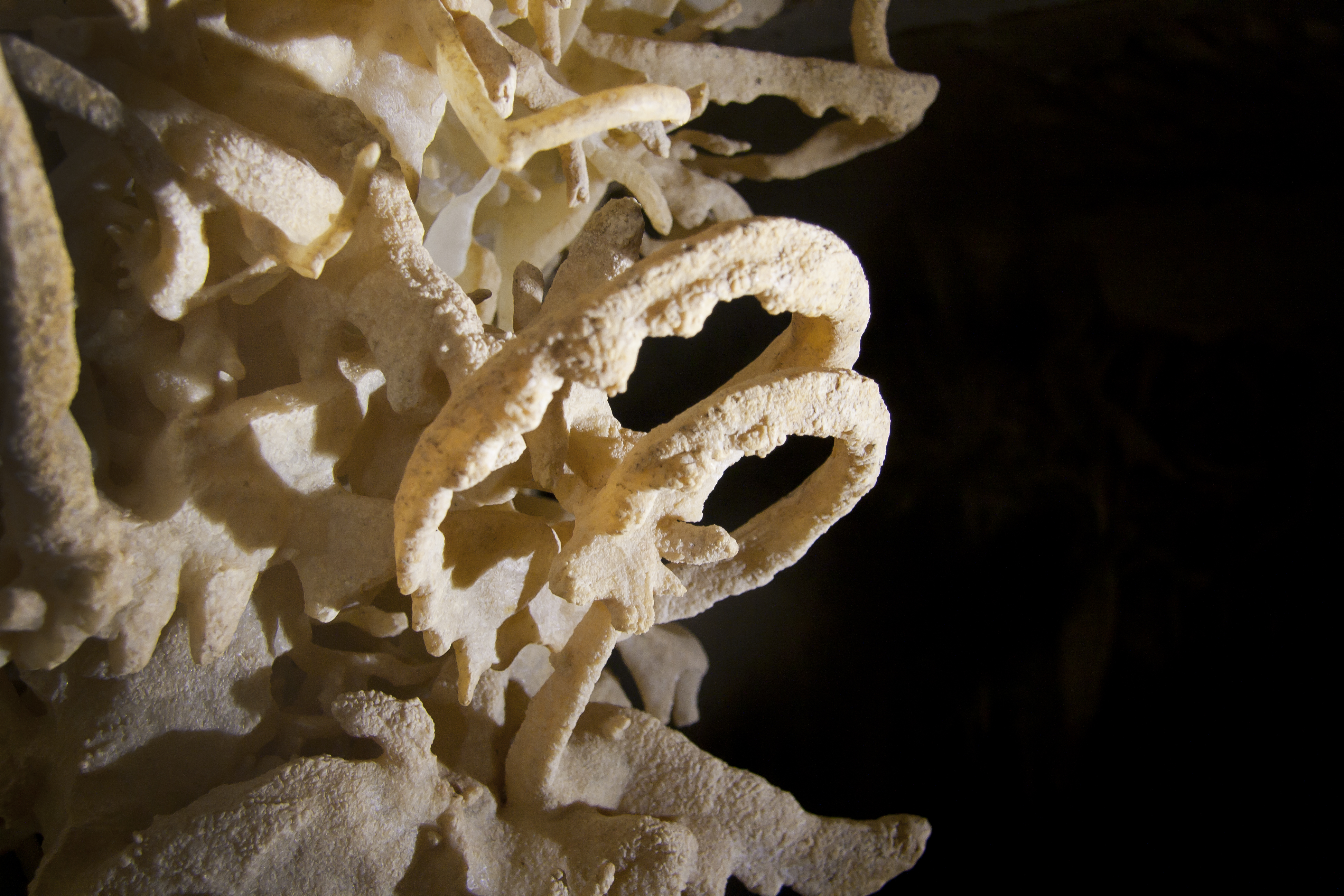 Helictites in Midnight Cave
 | Photo Travis Scott