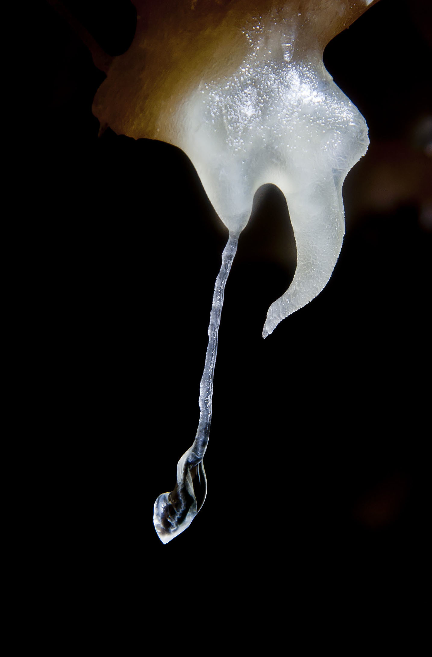 Helictite in Midnight Cave |
 Photo Travis Scott