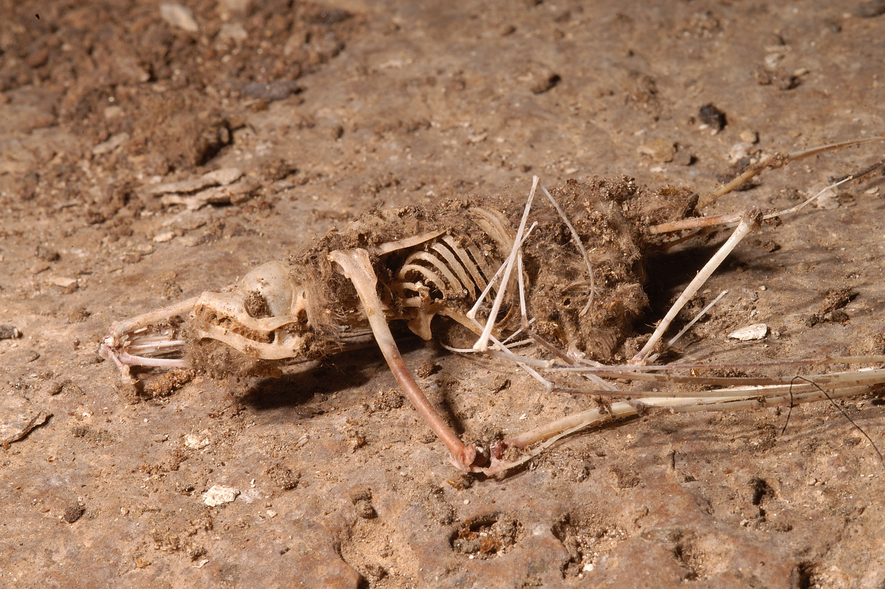 skeleton of  Tadarida brasiliensis bat photo by Jim Kennedy