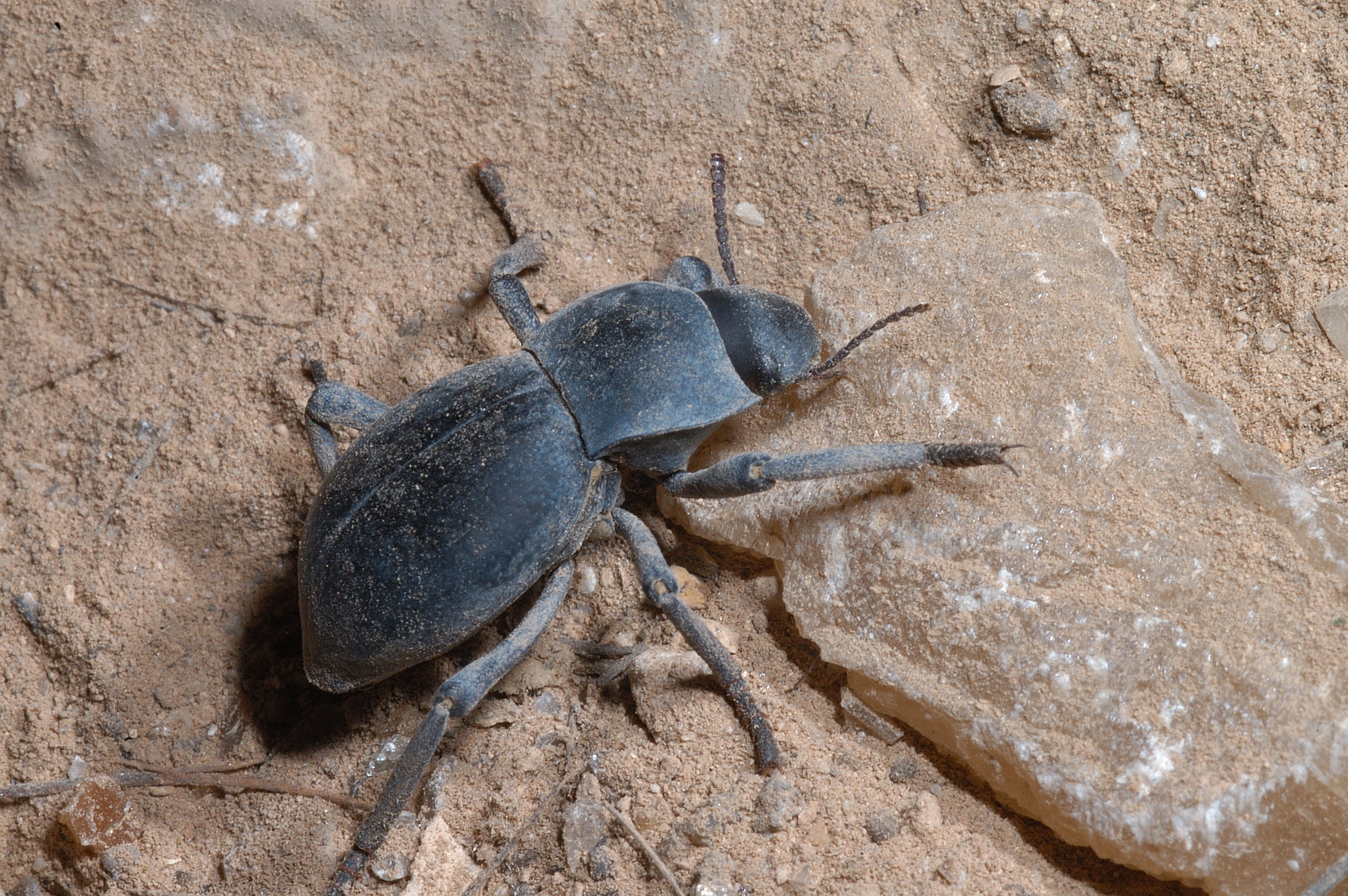 A Darkling beetle (family Tenebrionidae) from a Texas cave. 
 Photo by Jean Krejca