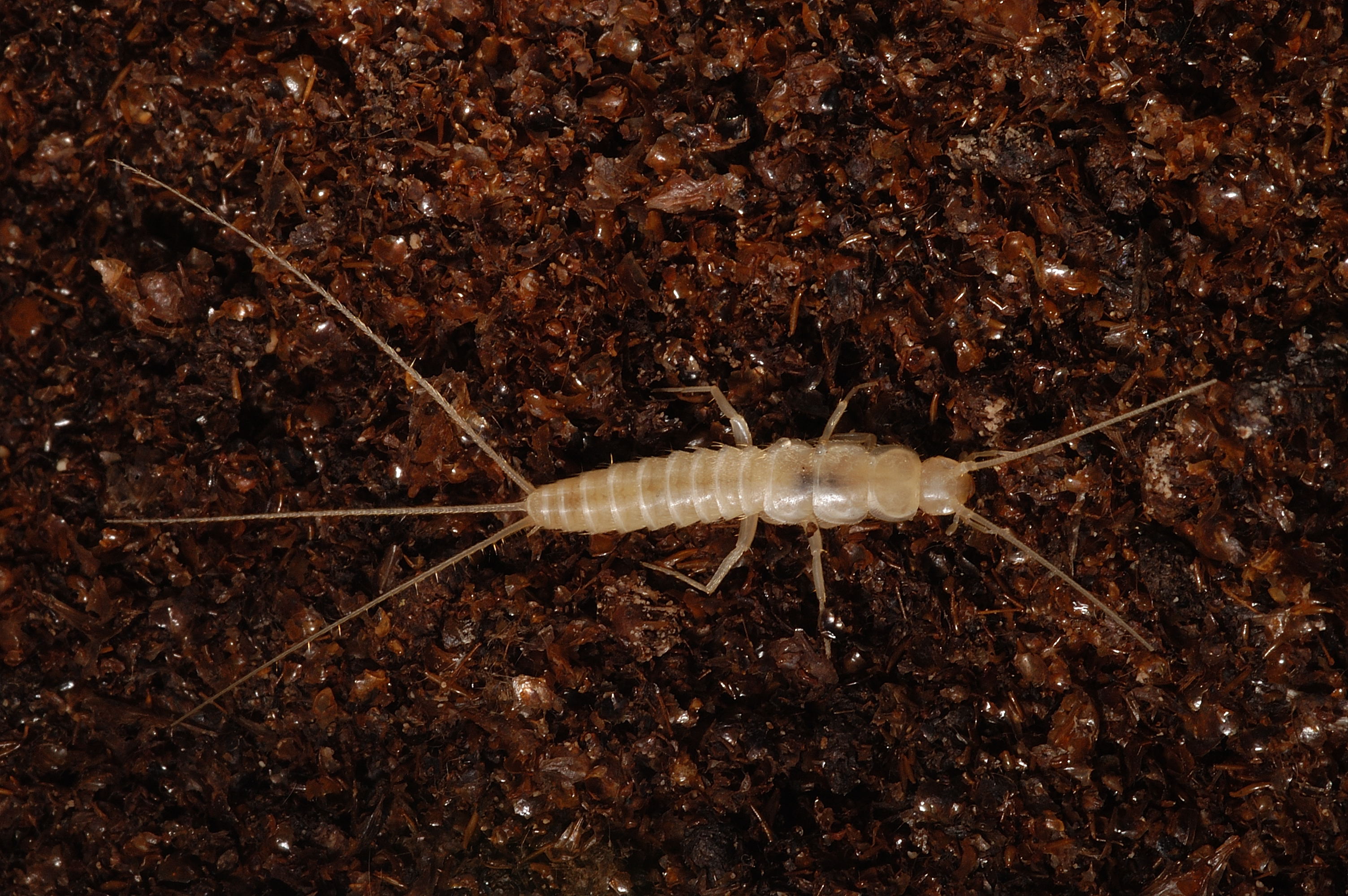 Texoreddellia sp., a cave silverfish, (family Nicoletiidae).  Photo by Jean Krecja