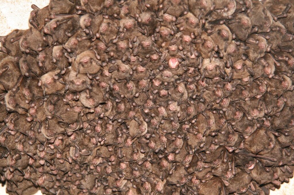 Indiana bats, Myotis sodalis.  Photo by Merlin Tuttle