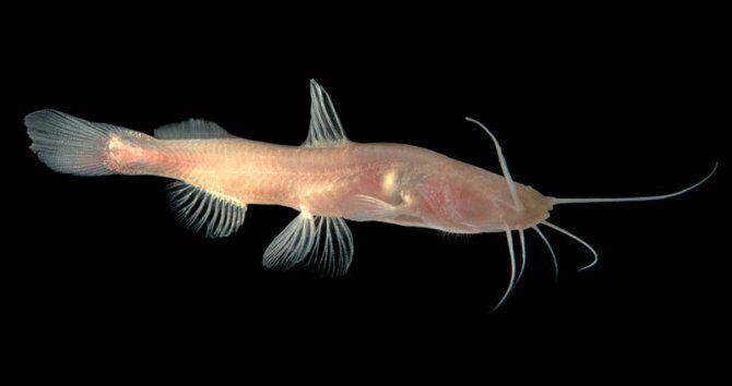Blind Catfish