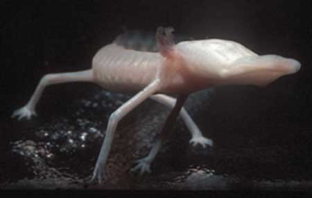Blind Salamander