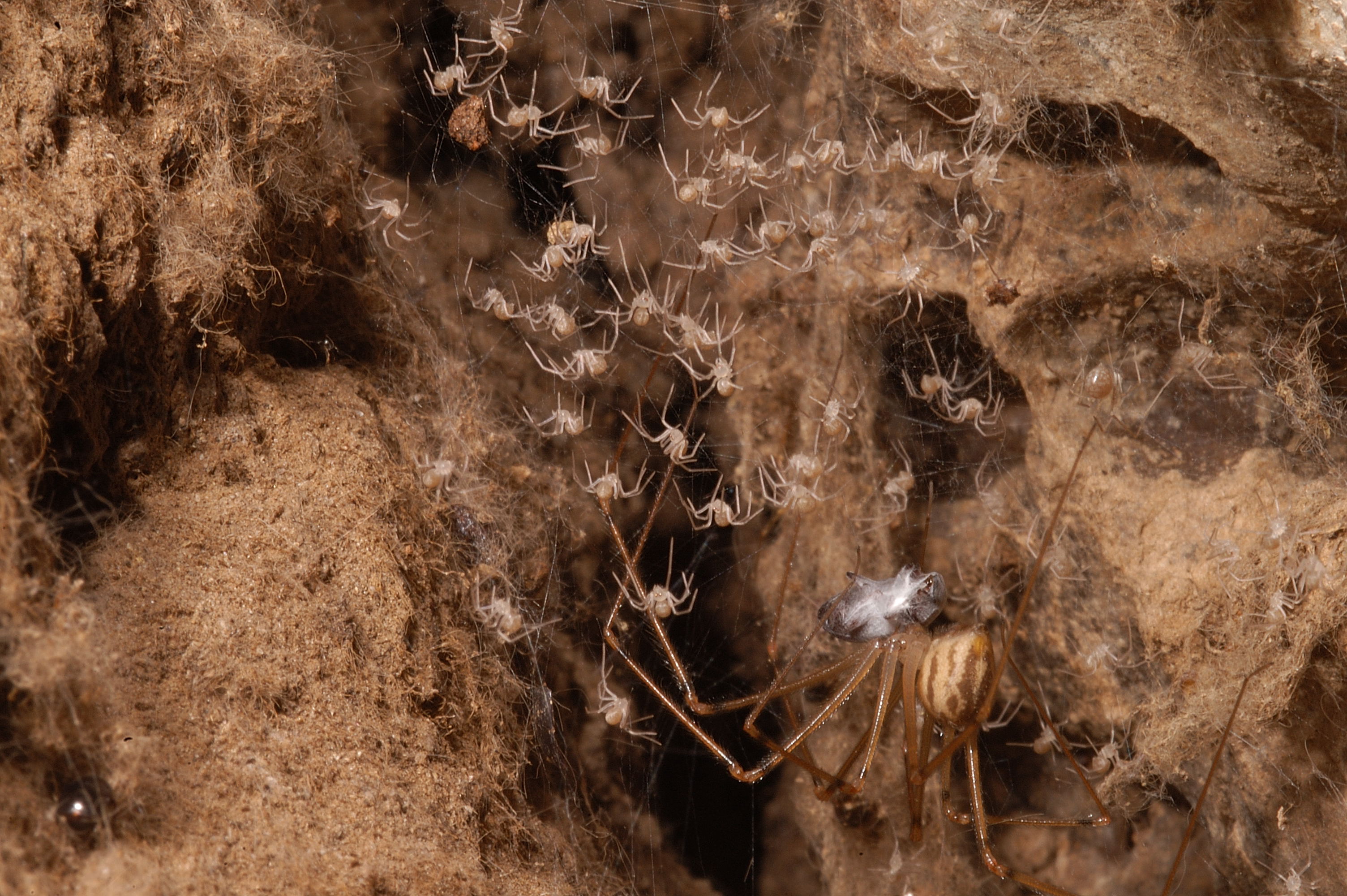 Cave spider with babies  Photo by Jean Krejca Taken in Coahuila