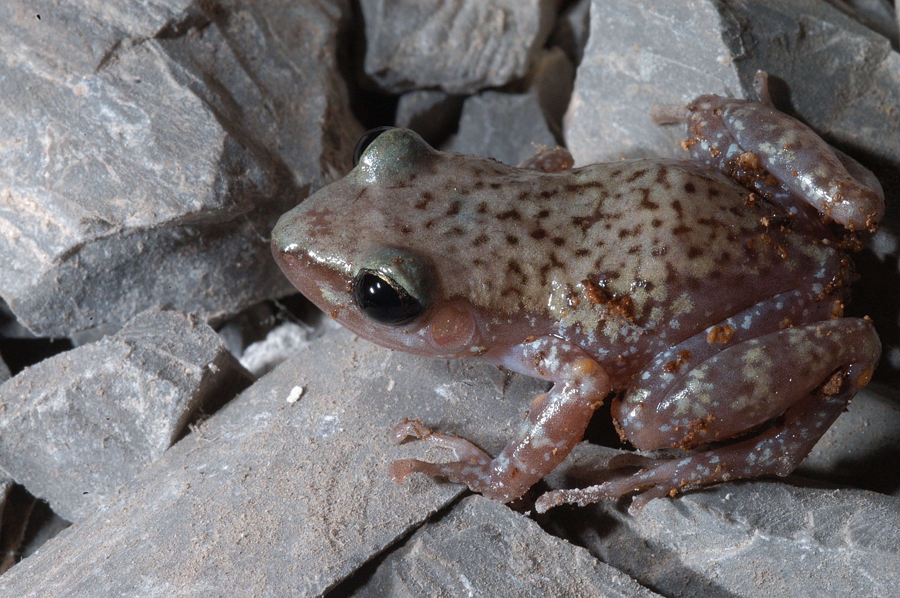 Eleutherodactylus marnockii, the cliff chirping frog, 
common in Texas cave  Photo by Jim Kennedy