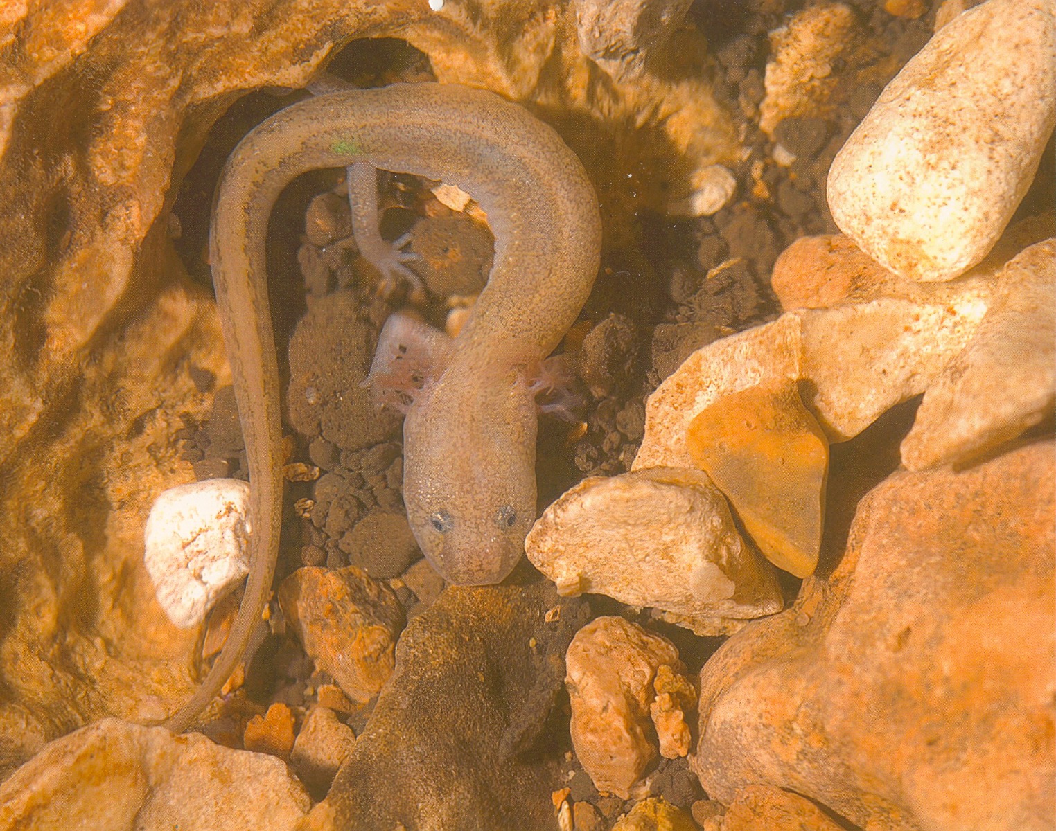 eurycea tonkawe  Photo Jean Krecjea