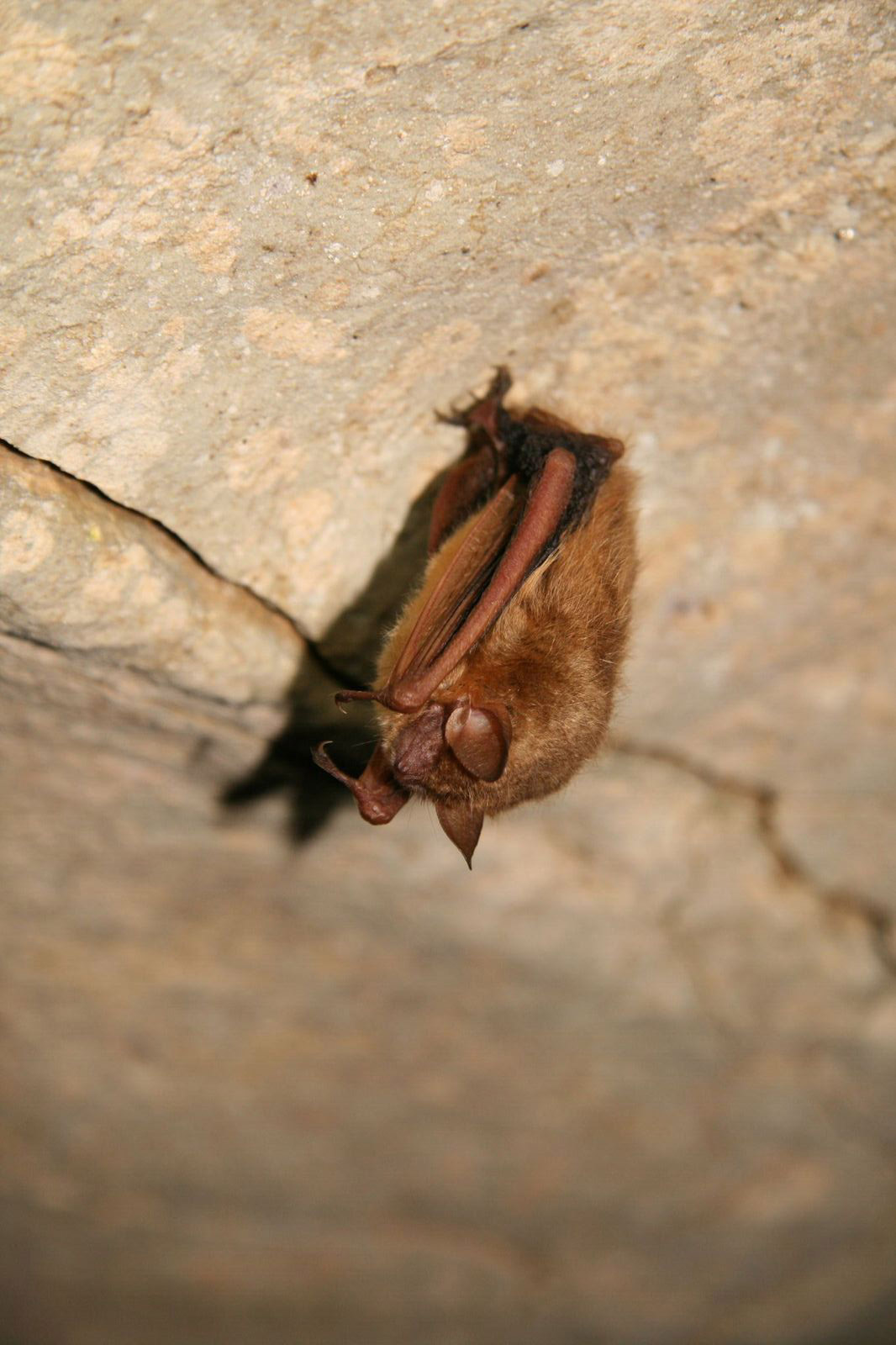 Tri-colored bat, Perimyotis subflavus, Photo Jim Kennedy