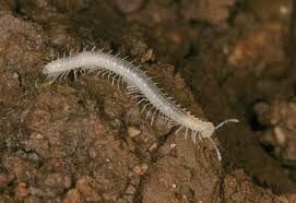 Millipede