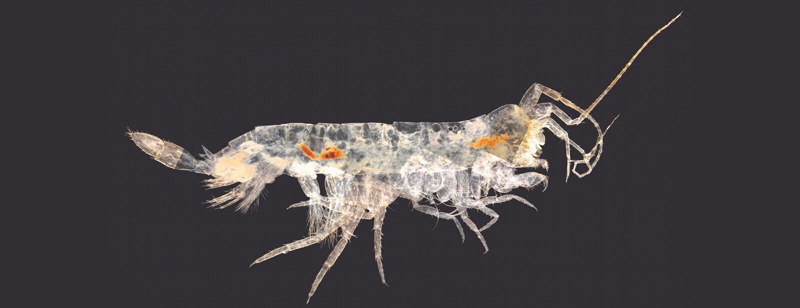 Some type of Stygobromus