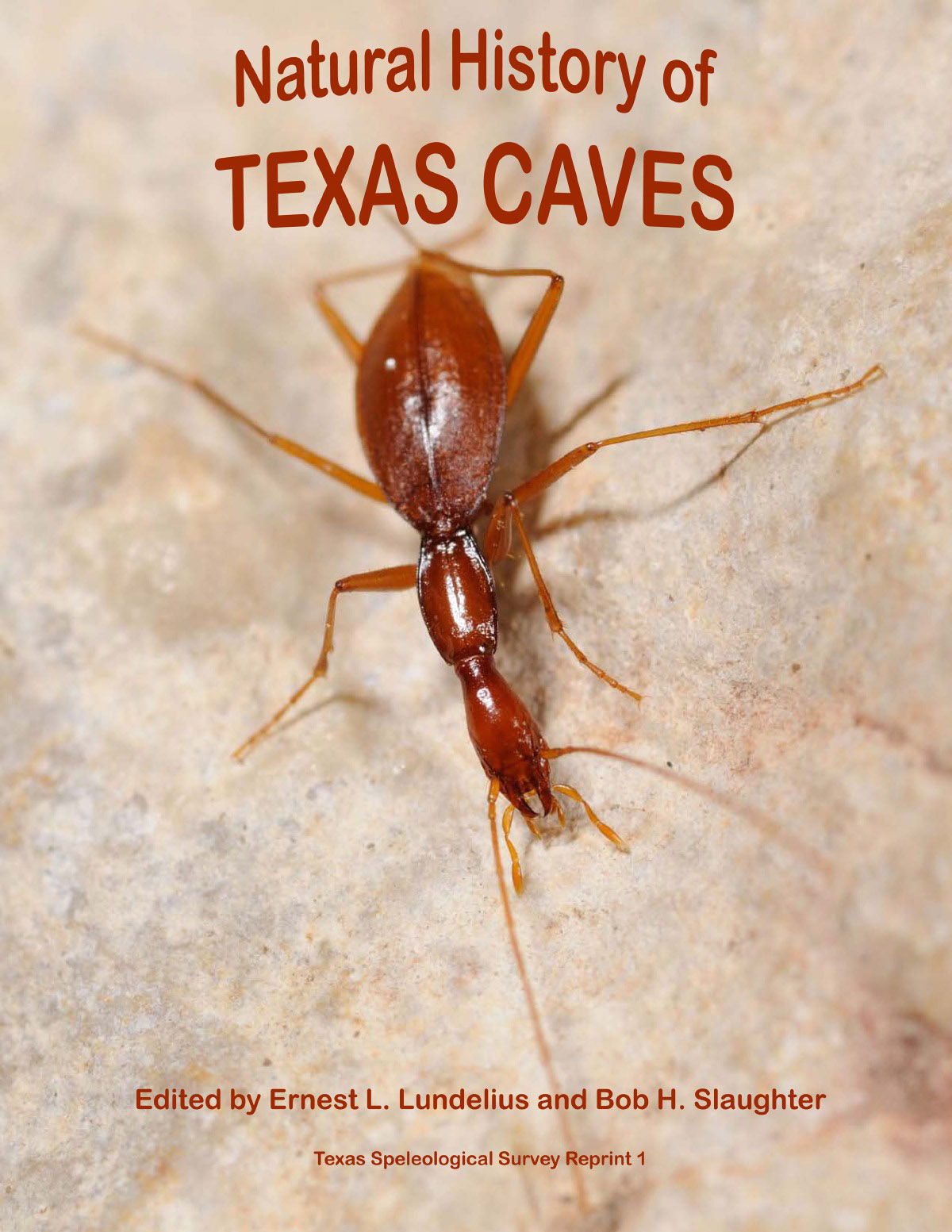 Rhadine Beetle from a Uvalde Cave, Photo Jean Krejcea - click for a larger image in a new window